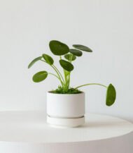 Coco Coir Pole - Image 2