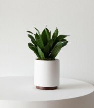 Coco Coir Pole - Image 4