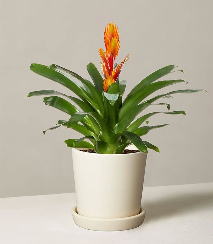 w-indoor-plants-small-5-0 Bromeliad Vriesea - Image 1