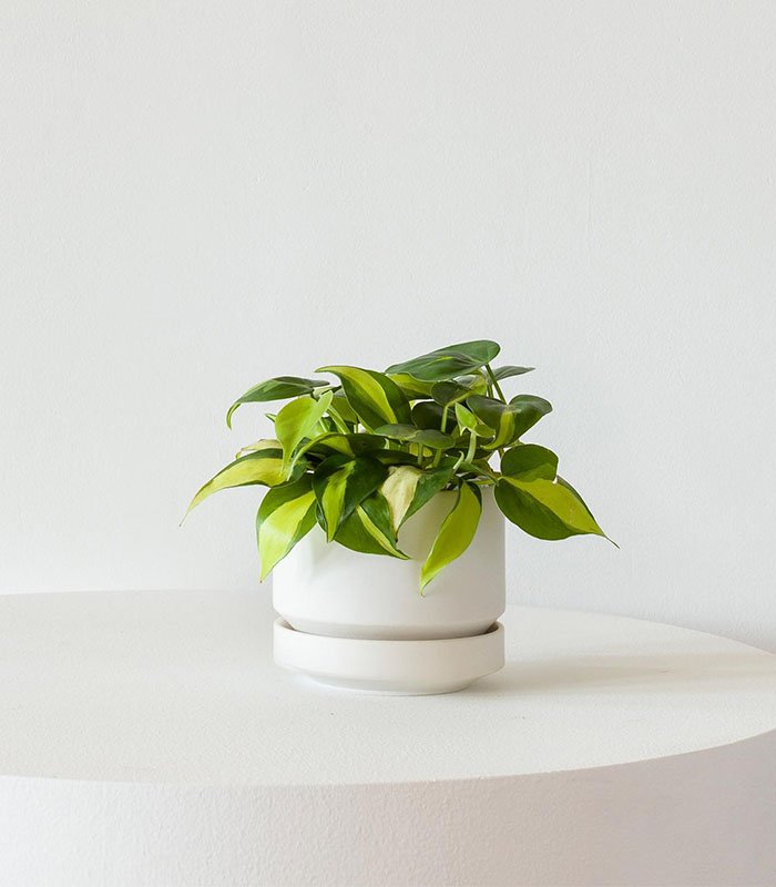 Philodendron Brasil