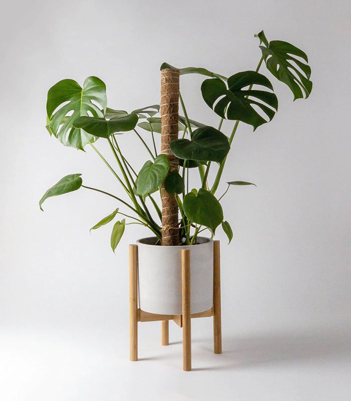 w-plant-care-coir-poles-1-0 Coco Coir Pole - Image 1
